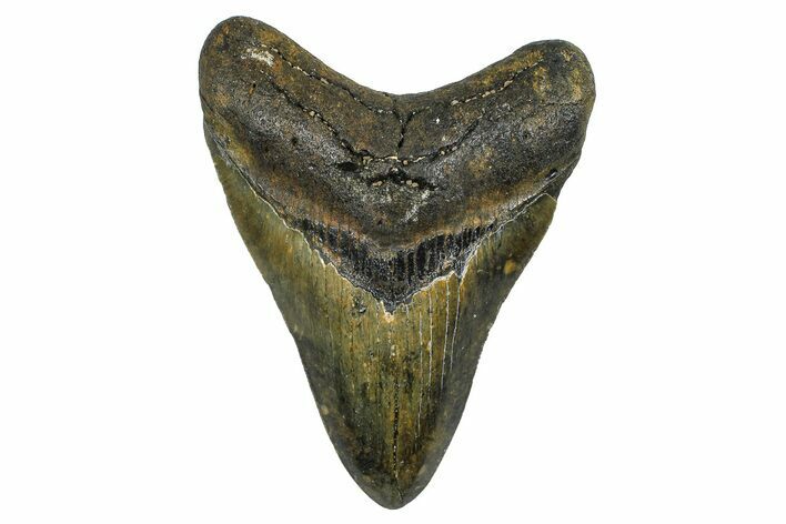 Serrated, Fossil Megalodon Tooth - North Carolina #378091